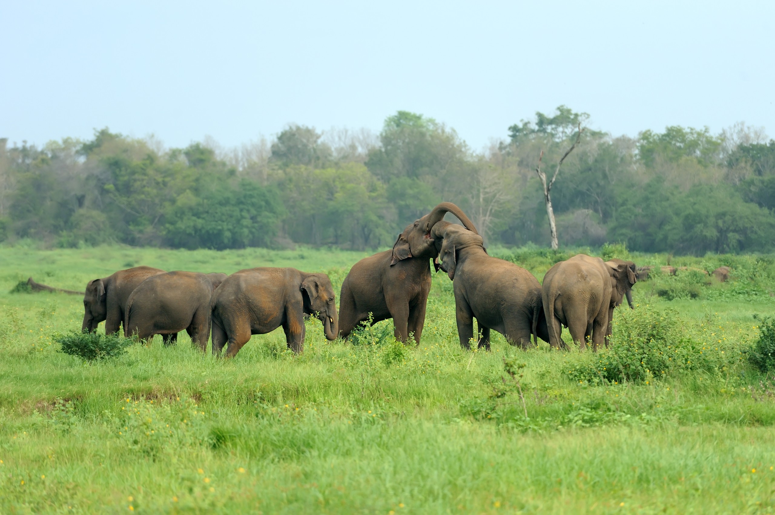 Wildlife Safaris in National Parks